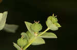 Warty spurge